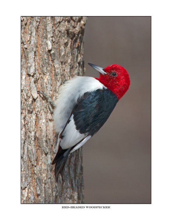 7830 red-headed woodpecker.jpg